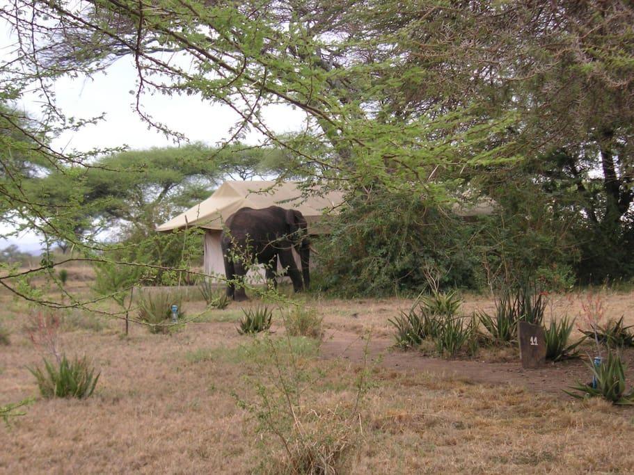 Mapito Tented Camp Serengeti Bagian luar foto
